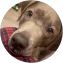 Mila K profile picture